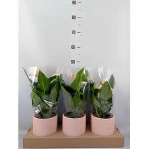 Anthurium andr. 'Joli Peach'