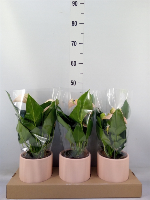 <h4>Anthurium andr. 'Joli Peach'</h4>