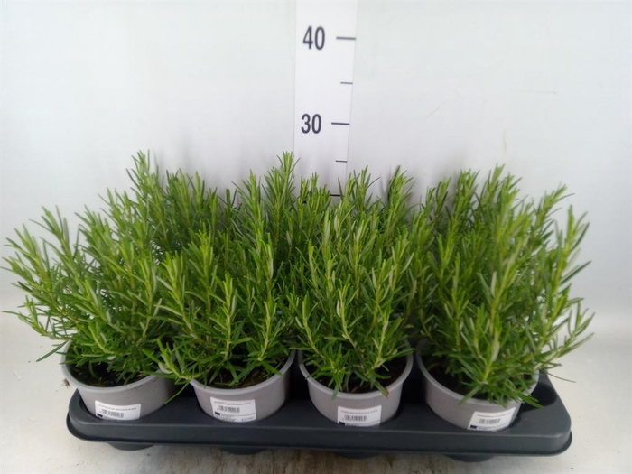 <h4>Rosmarinus offi.   ...</h4>