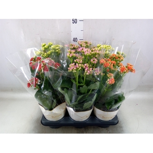Kalanchoe   ...