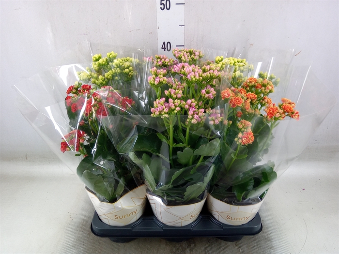 <h4>Kalanchoe   ...</h4>