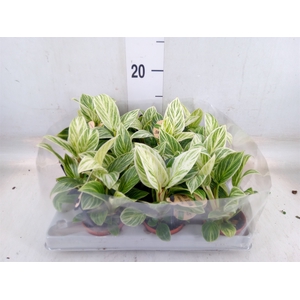 Philodendron   ...