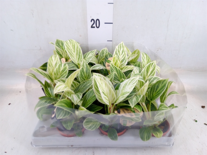 <h4>Philodendron   ...</h4>