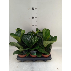 Ficus lyrata 'Bambino'