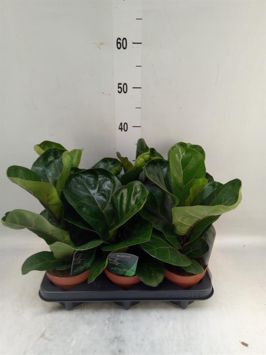 <h4>Ficus lyrata 'Bambino'</h4>