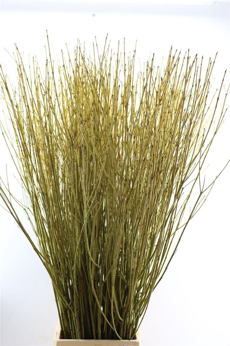 <h4>Cornus S Flaviramea Spray</h4>