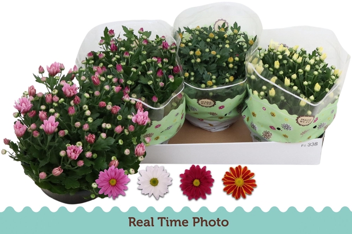 <h4>CHRYS GEM 4 KL</h4>