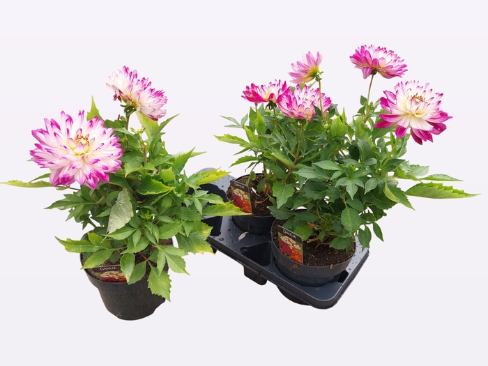 <h4>DAHL L MAG ROSE BICO</h4>