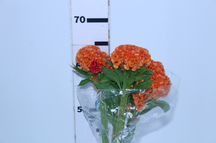CELOSIA CRISTATA ORANGE QUEEN 060 CM LARANJA