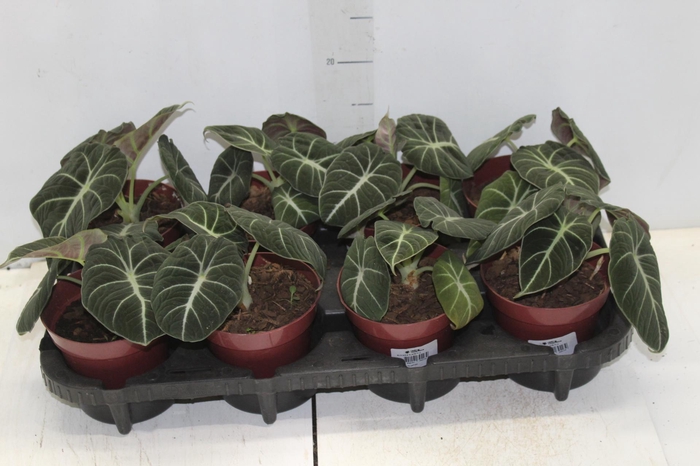 <h4>ALOCASIA BLACK P12</h4>
