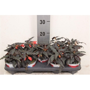 Begonia pendula Encanto Falls Red