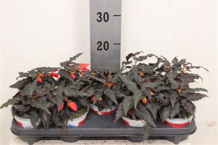 <h4>Begonia pendula Encanto Falls Red</h4>