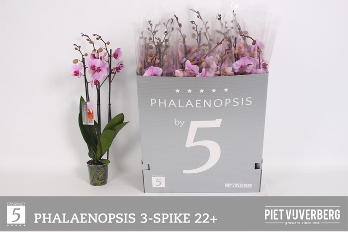 <h4>PHAL OV ROZE</h4>