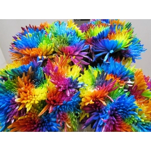 Chr G Topspin Rainbow