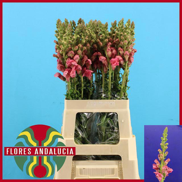 <h4>ANTIR POTO EARL PINK</h4>