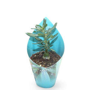 Sierra's - Pachypodium Succulentum