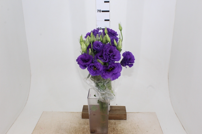 LISIANTHUS ROXO 060 CM MIN 500 GRAMAS ROXO