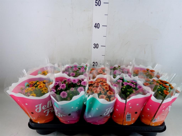 <h4>Chrysanthemum  'Jellyfish'   ...mix</h4>