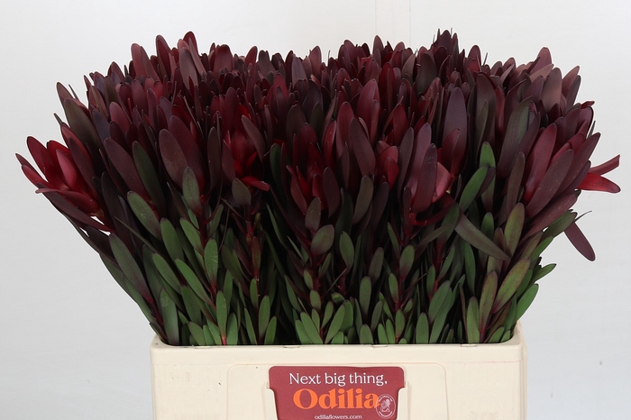 <h4>Leucadendron Saf Sunset Dark Red</h4>