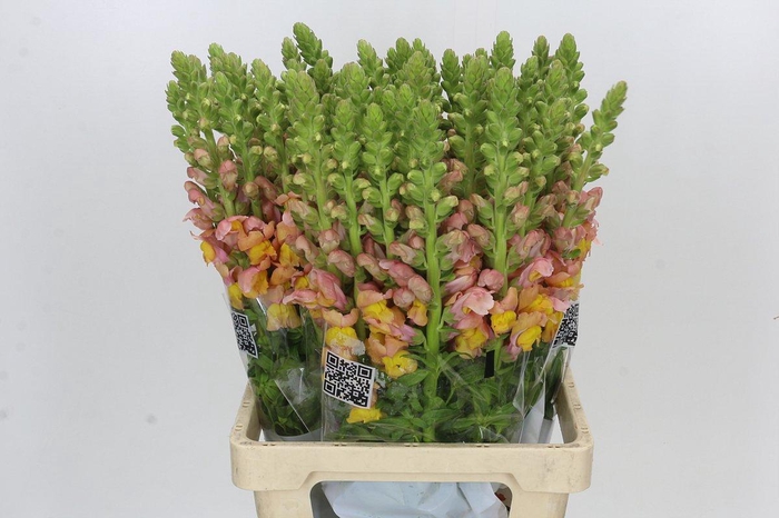 <h4>Antirrhinum Potomac Light Orange</h4>