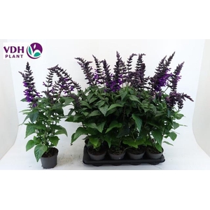 SALVIA PURPLE BLOOM