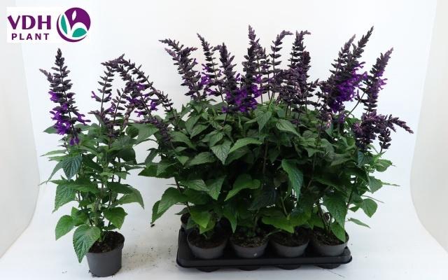 <h4>SALVIA PURPLE BLOOM</h4>
