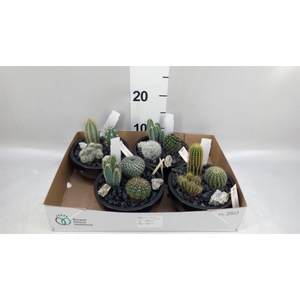 Arr.    Planten  L%