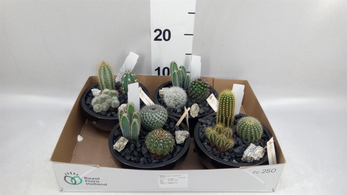 <h4>Arr.    Planten  L%</h4>