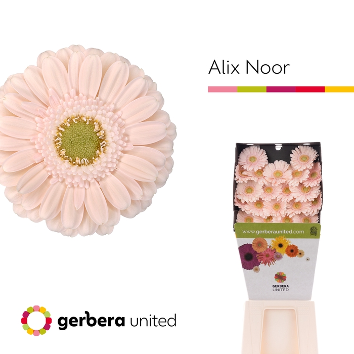 <h4>Germini Alix-Noor Diamond</h4>