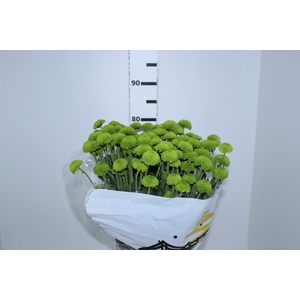 CRISANTEMO SANTINI FEELING GREEN DARK 080 CM