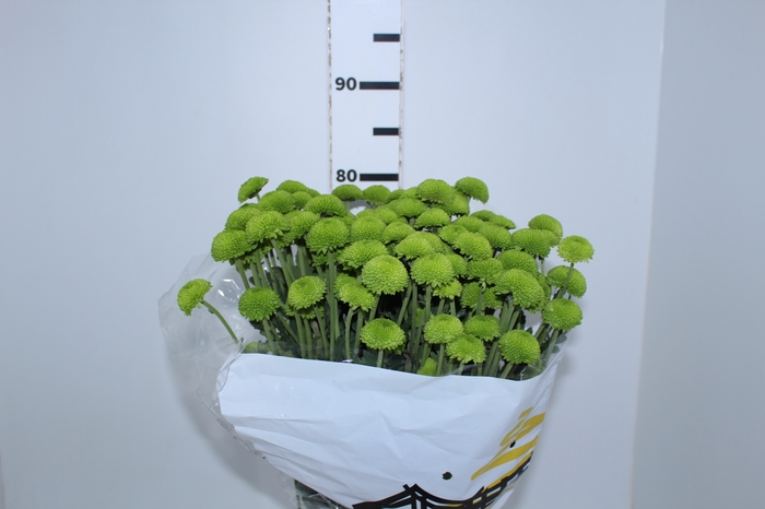 CRISANTEMO SANTINI FEELING GREEN DARK 080 CM