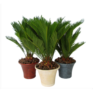 Cycas in hosta small