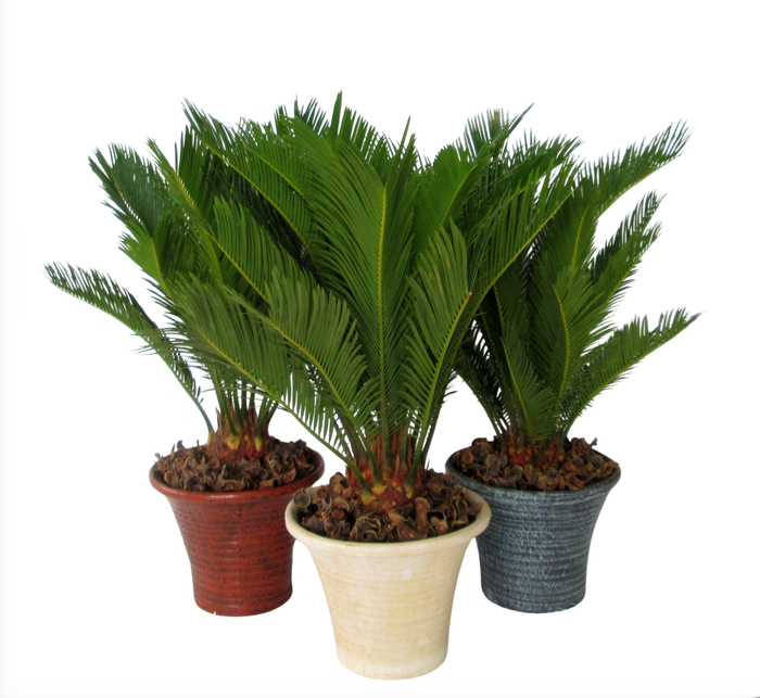 <h4>Cycas in hosta small</h4>