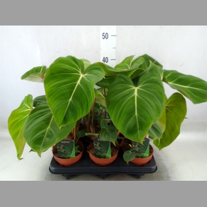 Philodendron gloriosum