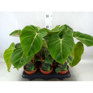 Philodendron gloriosum