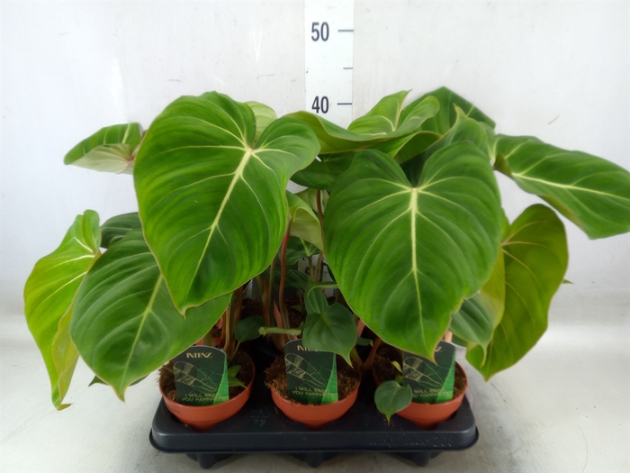 <h4>Philodendron gloriosum</h4>