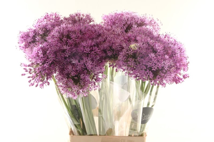 <h4>Allium Lilac Organic</h4>