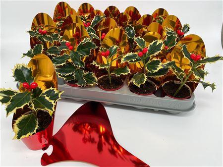 Ilex Aq Argentea Mar