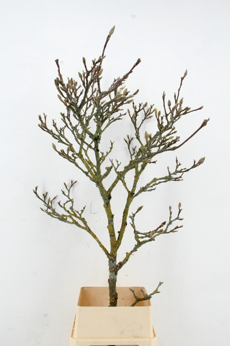 <h4>MAGNOLIA GRILLIG PER STEM 160CM</h4>