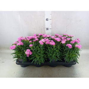 Dianthus car. 'Peman Fancy Lilac'