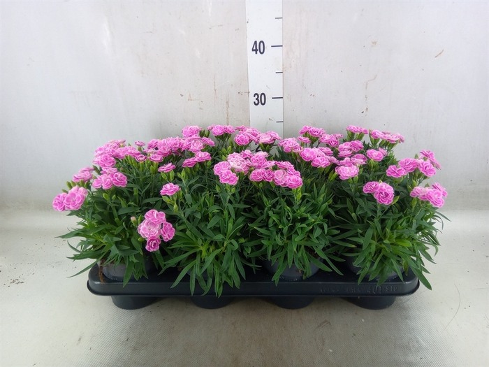<h4>Dianthus car. 'Peman Fancy Lilac'</h4>
