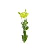 LISIANTHUS ROSANNE II GREEN 060 CM
