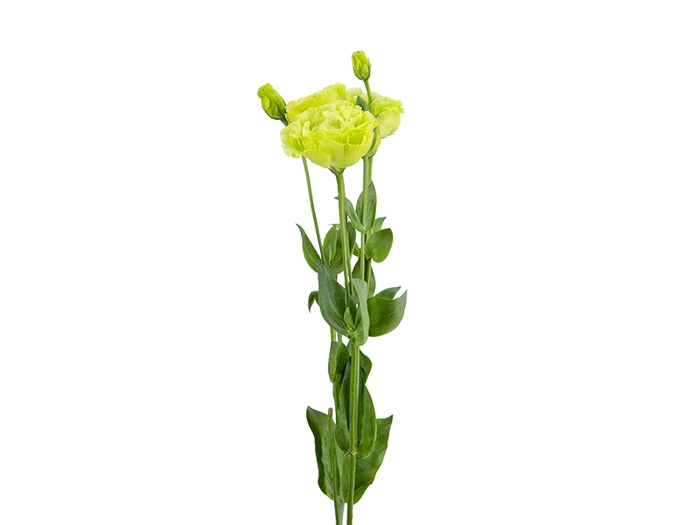 LISIANTHUS ROSANNE II GREEN 060 CM