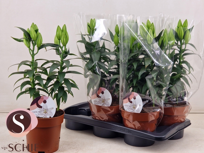 <h4>LIL OR OXYGEN</h4>