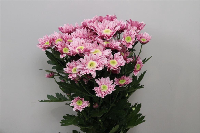 <h4>Chr T Serenit Sweet</h4>