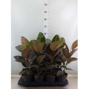 Ficus elastica 'Pink Camouflage'