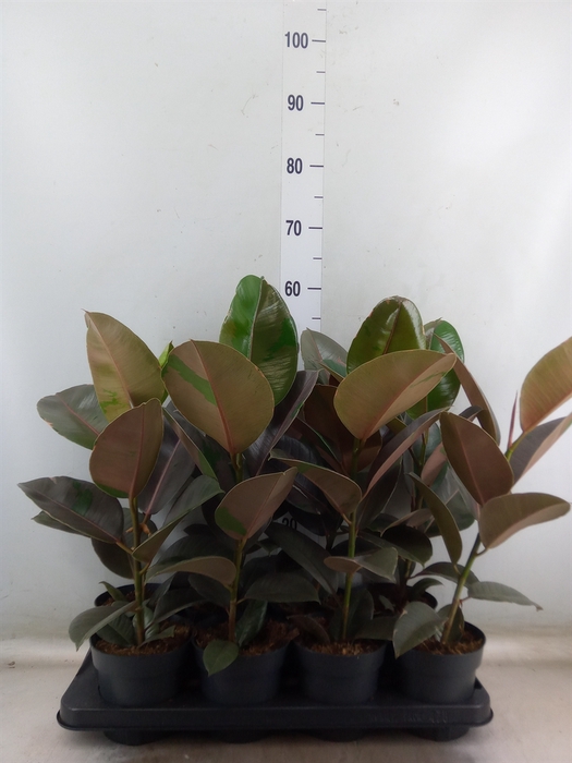 <h4>Ficus elastica 'Pink Camouflage'</h4>