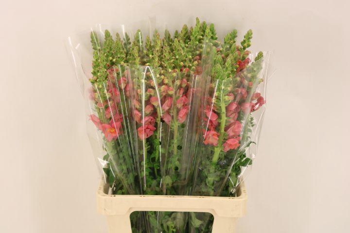 <h4>ANTIR POTO D ORANGE</h4>