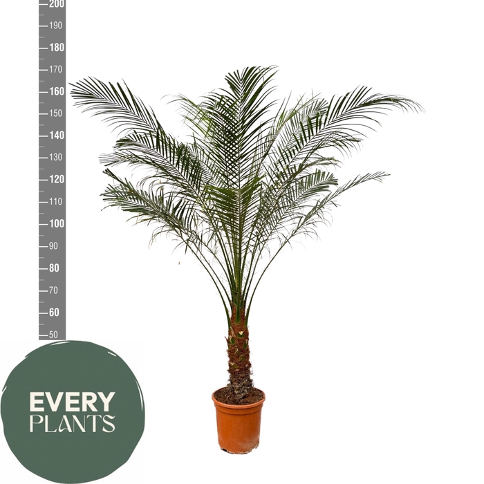 <h4>PHOENIX ROEBELENII 160CM</h4>