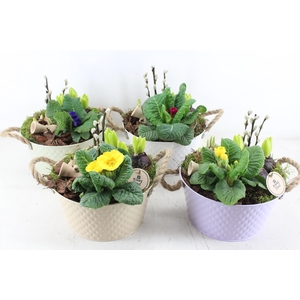 arr4 Primula PL - Zink rond colour mix x4